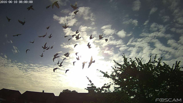 Vogel