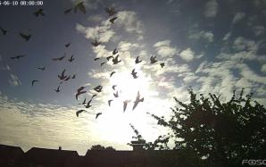 Vogel