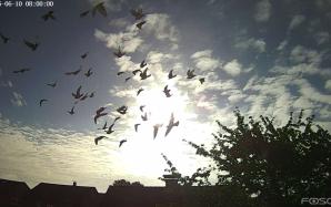 Vogel