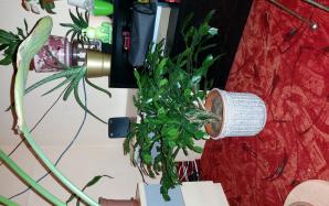 20170219_032927