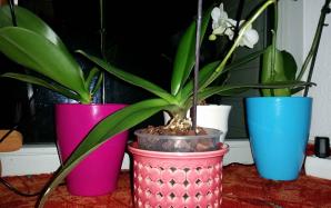 20170219_033026