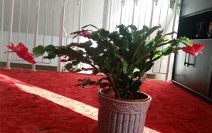 orig_20151103_091701