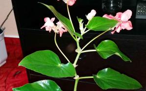 orig_20151106_154111~0