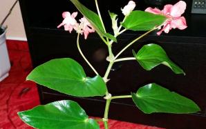 orig_20151106_154111