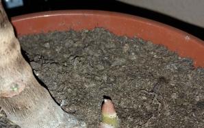 orig_20151113_203242~0