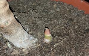 orig_20151113_203242