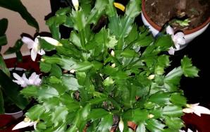 orig_20151116_075634