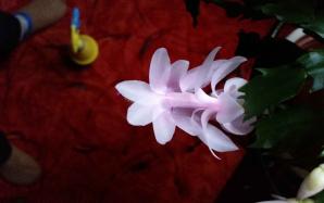 orig_20151116_075737