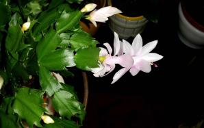 orig_20151116_160024