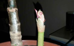 orig_20151204_012037