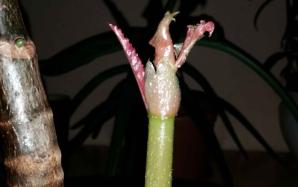 orig_20151205_190651