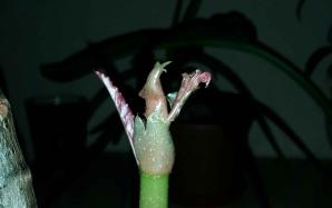 orig_20151205_190754