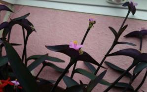 orig_20151207_094717