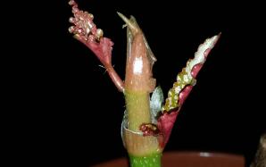 orig_20151207_095051