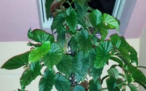 orig_20151208_191208