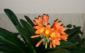 orig_20151218_155913