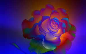 Rose-1024x768
